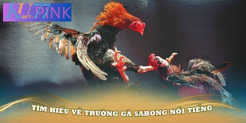 Tìm hiểu về trường gà Sabong nổi tiếng